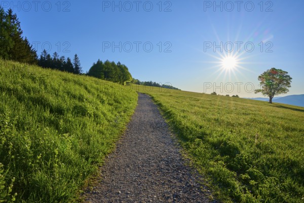 A narrow path leads through a sunny meadow, a tree in the background, clear blue sky, spring,