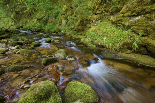 A small stream flows through a mossy forest landscape, lined with stones, Black Forest,