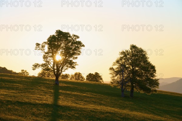 Rays of light break through treetops during a sunrise in a meadow, spring, Schauinsland, Freiburg
