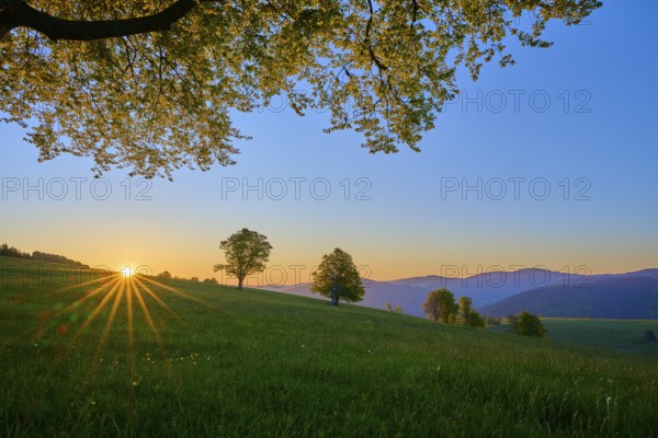 Green meadow with trees and sunrise on the horizon, peaceful nature atmosphere, spring,
