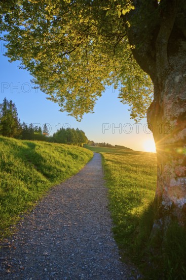 A tree at the edge of the path at sunrise, a quiet hiking trail stretches along the meadow, spring,