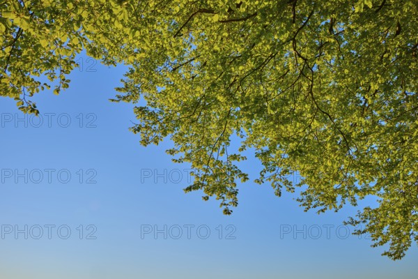 Green leaves of a tree shine in front of a clear blue sky in the sunlight, spring, Schauinsland,