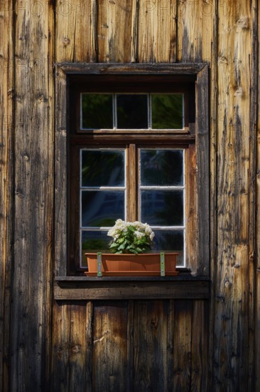 Rustic wooden window with flower box full of flowers in natural light, Triberg im Schwarzwald,