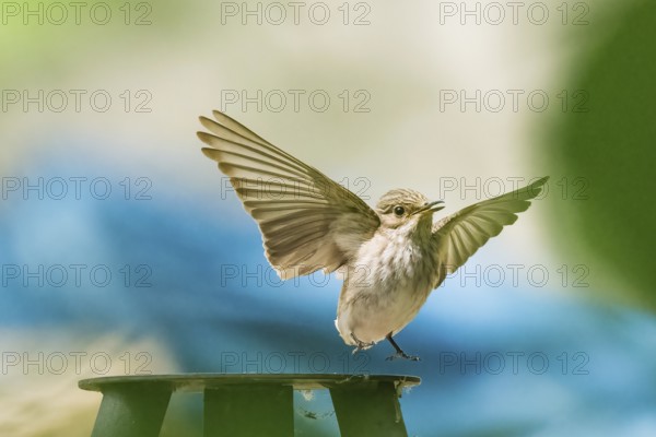 A grey flycatcher (Muscicapa striata) takes off from a metal platform with outstretched wings,