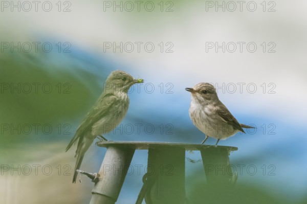Two grey flycatchers (Muscicapa striata), pair, standing on a metal platform, one holding food in