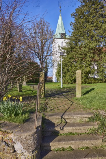 Evangelical Lutheran Church Hille, daffodil (Narcissus pseudonarcissus), wall, stairs, bare winter
