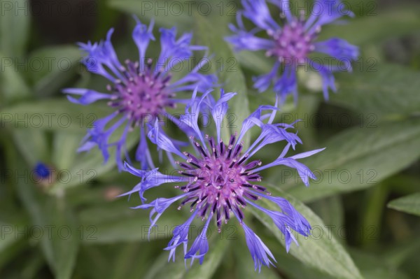 Knapweed (Centaurea), Bavaria, Germany