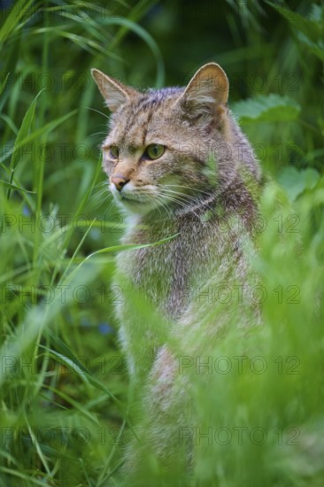 Wildcat (Felis silvestris), sitting attentively in tall grass, surrounded by lush vegetation,