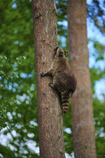 A raccoon (Procyon lotor), climbing a tree trunk in a dense forest, Germany
