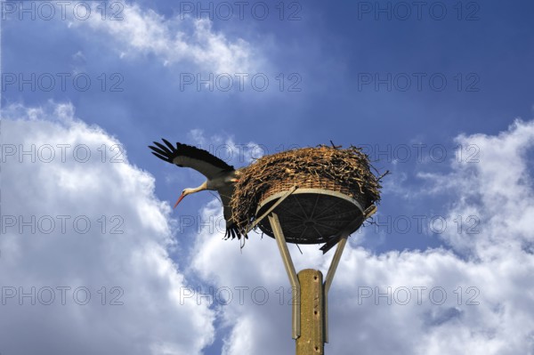 White stork (Ciconia ciconia) leaving its nest, cloudy sky, Kuhlrade, Mecklenburg-Western