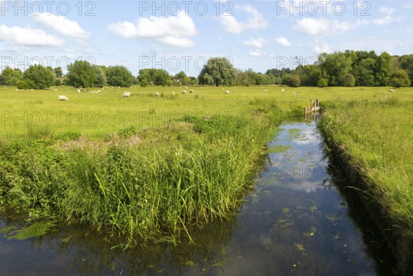 View east of drainage channel in watermeadow, Harnham Water Meadows, Salisbury, Wiltshire, England,