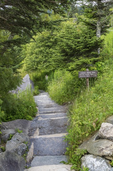 Entrance to Forney Ridge Trail, Forney Creek Trail and Andrews Bald Trail from Clingman's Dome in