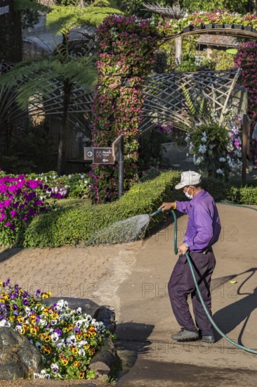 Laborer watering plants at Mae Fah Luang Gardens within the Doi Tung tourist attraction in Chiang