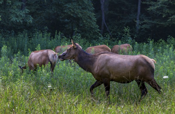 Wild North American Elk roaming free near the Oconaluftee Visitor Center at Great Smoky Mountains