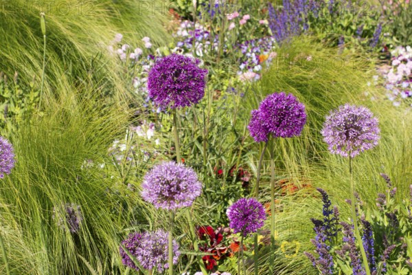 Flower arrangement, pier forecourt, Baltic seaside resort, Kühlungsborn, Rostock district,
