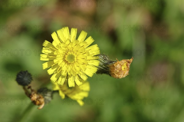 Hieracium lachenalii (Picris hieracioides), hawkweed bitterweed, yellow flower on a rough meadow,
