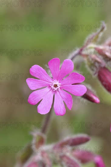 Red campion (Silene dioica), close-up of a flower in a meadow, Wilnsdorf, North Rhine-Westphalia,