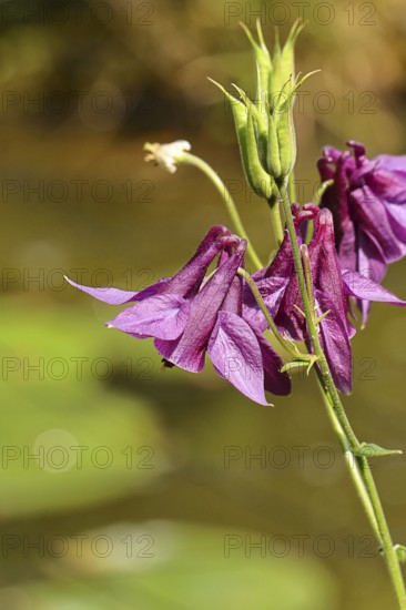 Columbine (Aquilegia vulgaris), dark red flower at the edge of a forest, Wilnsdorf, North