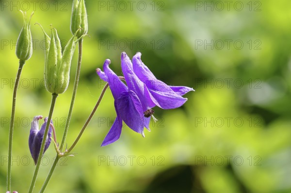 Columbine (Aquilegia vulgaris), blue flower at the edge of a forest, Wilnsdorf, North