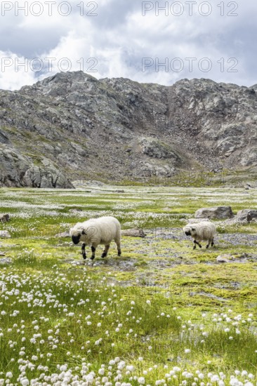 Valais Blacknose sheep (Ovis gmelini aries), high alpine mountain valley, meadow with cotton grass,