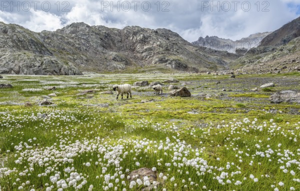 Valais Blacknose sheep (Ovis gmelini aries), high alpine mountain valley, meadow with cotton grass,