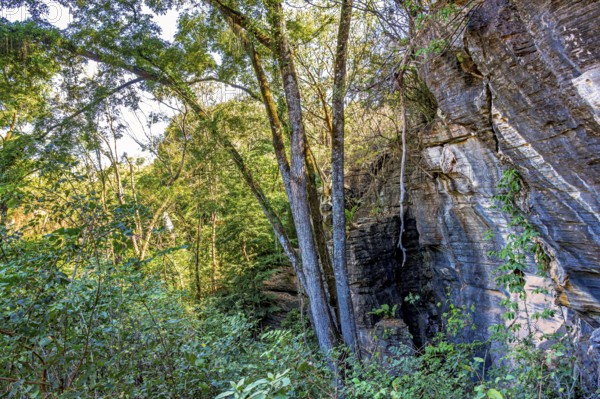Rocks among trees inside the rainforest in the state of Minas Gerais in Brazil, Minas Gerais,