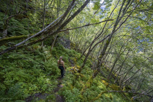 Young woman on a hiking trail in a steep forest with birch trees, near Geiranger, Møre og Romsdal,