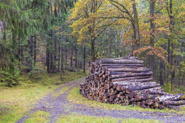 Pile of logs by a dirt road in a mixed forest with beautiful autumn colours a tranquil day in the