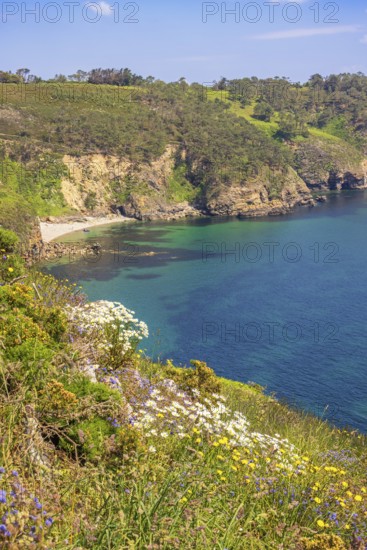 Wildflowers in bloom on a meadow by a rocky coastline with a seabay a sunny summer day by the sea,