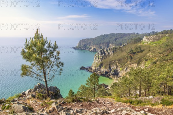 Scenics view at a rocky coastline with pine trees and a sea view to the horizon a sunny summer day