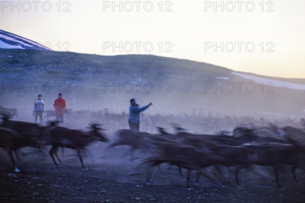 Reindeer herding with Sami people that catching reindeer with lasso in the midnight sun a in the