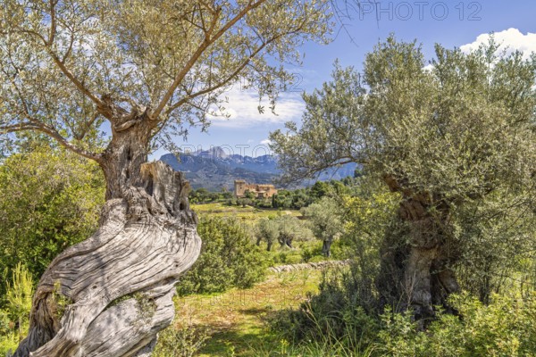 Old tree trunk on a olive tree in the countryside with a villa on a hill by the mountains a sunny