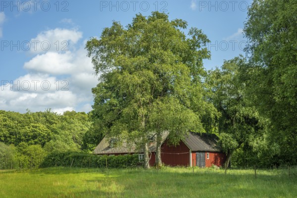 Red cottage behind meadow and birch trees and in front of forest. Österlen, Simrishamn