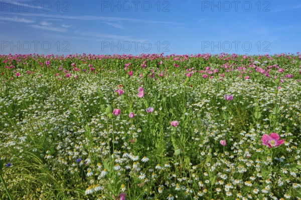 Opium poppy (Papaver somniferum), wide field full of blooming poppies and camomile, under a clear
