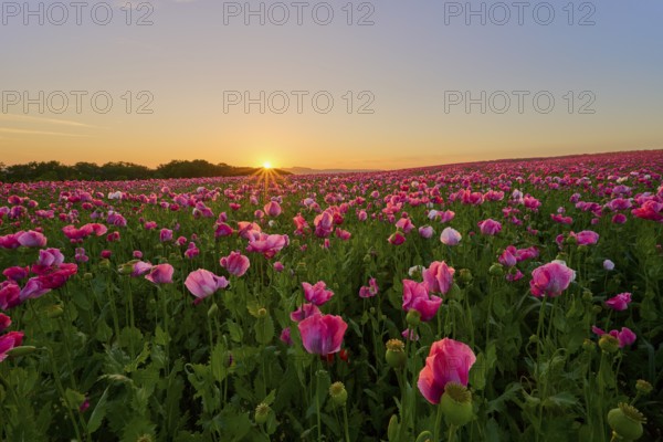 Opium poppy (Papaver somniferum), pink poppy field shines at sunrise, summer, Germerode, Geo nature