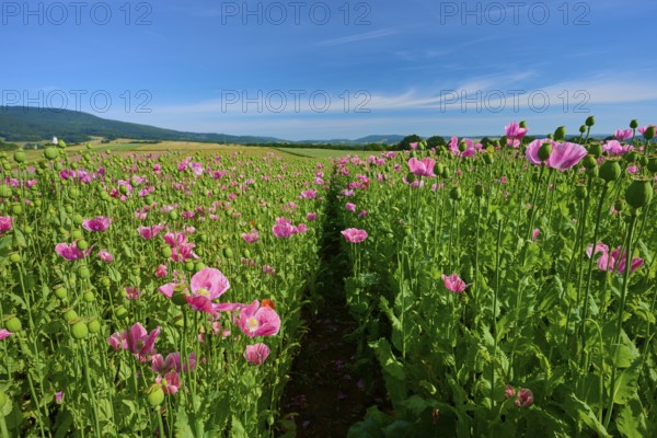 Opium poppy (Papaver somniferum), field full of pink blooming poppies with a narrow footpath,