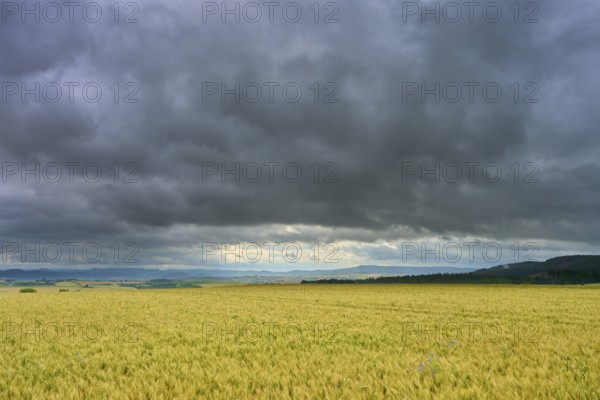 Crop field under a cloudy sky with distant view, summer, Germerode, Geo nature park Park