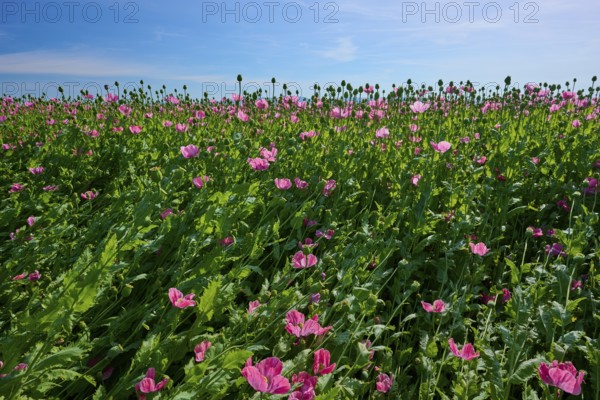 Opium poppy (Papaver somniferum), field full of pink poppies under a clear blue sky, summer,