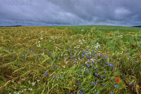 Varied colourful meadow with cornflowers and other summer flowers and cereals, summer, Germerode,