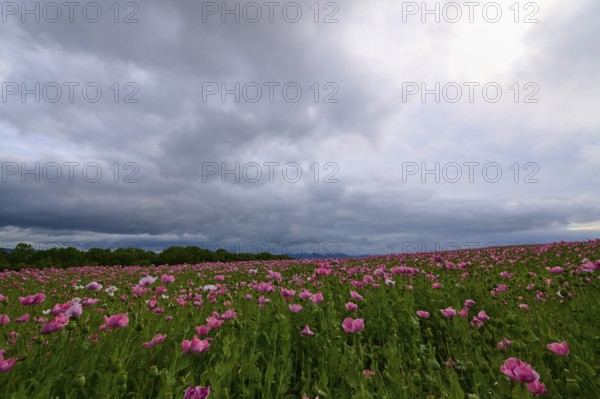 Opium poppy (Papaver somniferum), under a cloudy sky, summer, Germerode, Geo nature park Park