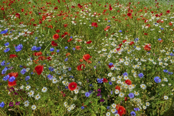 Diverse flower meadow with red poppies, white camomiles and blue cornflowers, summer, Germerode,