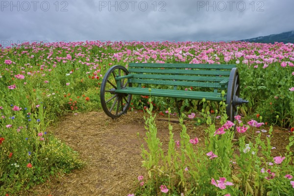 Opium poppy (Papaver somniferum) and green wooden bench with wagon wheels, summer, Germerode, Geo