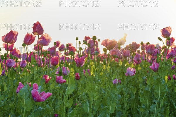 Sunlight penetrates the opium poppy (Papaver somniferum), with green foliage, summerGermerode, Geo