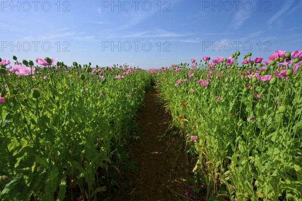 Opium poppy (Papaver somniferum), under a clear blue sky, summer, Germerode, Geo nature park Park