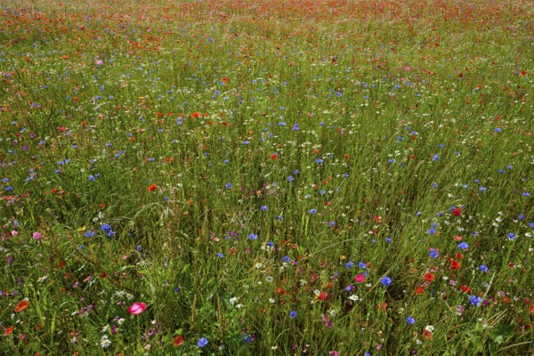 Colourful wildflowers on a green meadow with different species, summer, Germerode, Geo nature park