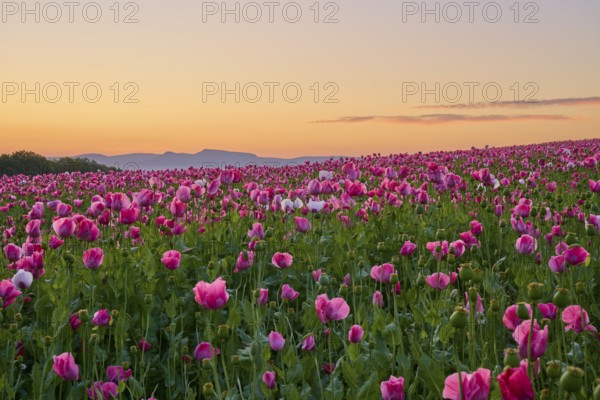 Opium poppy (Papaver somniferum), pink poppies in the morning light, in front of a soft sky