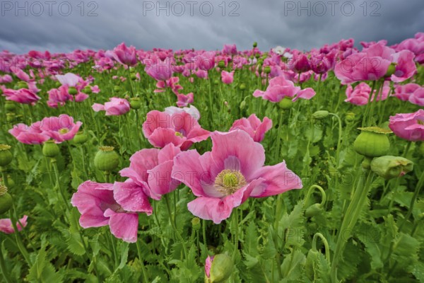 Opium poppy (Papaver somniferum), pink poppy blossoms glow against a gloomy sky, summer, Germerode,