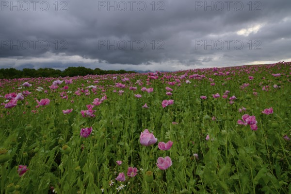 Opium poppy (Papaver somniferum), with pink poppies under a dense, cloudy sky, summer, Germerode,
