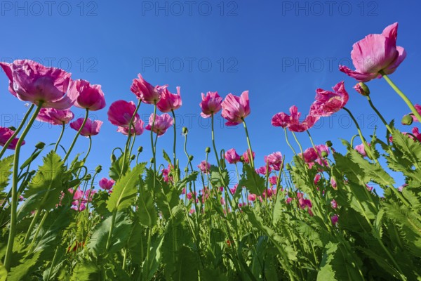 Opium poppy (Papaver somniferum), close-up of poppies stretching against a clear blue sky, summer,