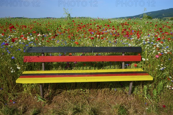 Bench in the colours of the German flag in front of a flower field with opium poppies (Papaver